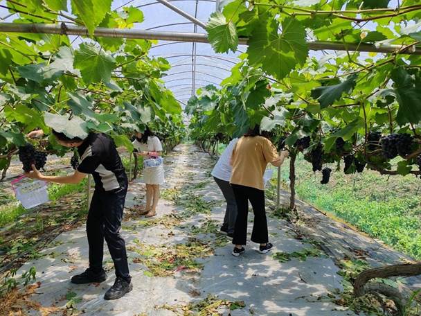采摘现场1