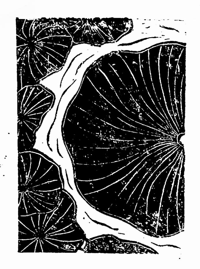 熊婷-美教一班-2024060121